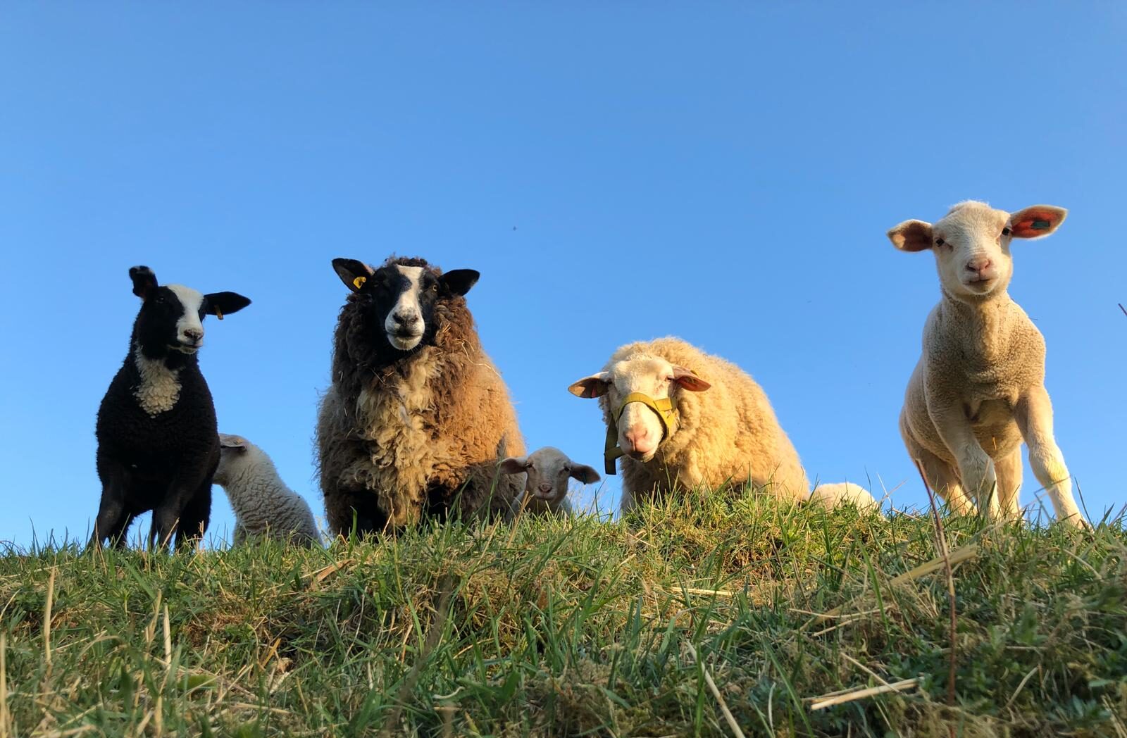 Tierarztpraxis Hinterland Schafe Gebühren